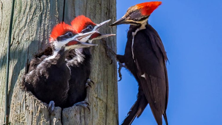 JEA crew saves woodpecker nest while replacing damaged Atlantic Beach utility poll