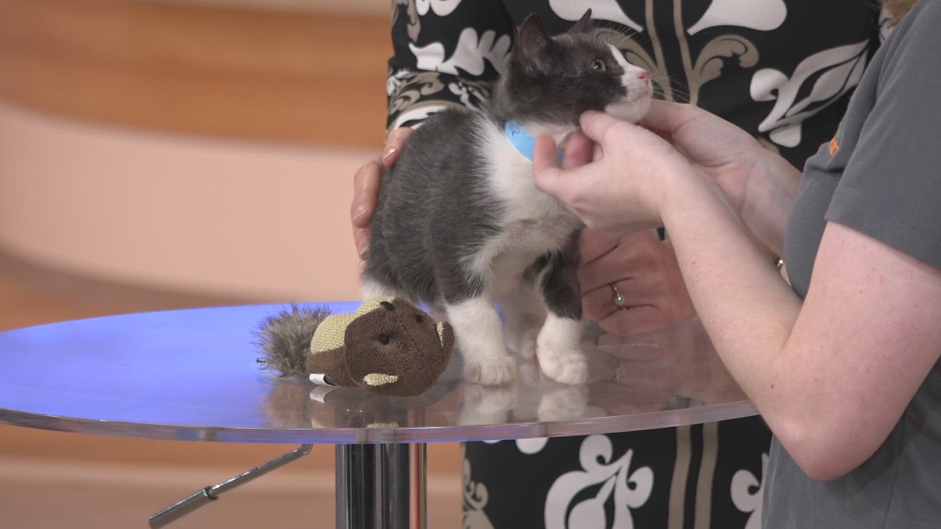 First Coast News is spotlighting animals available for adoption at the Jacksonville Humane Society. This time, we're joined by a kitten named Catnip