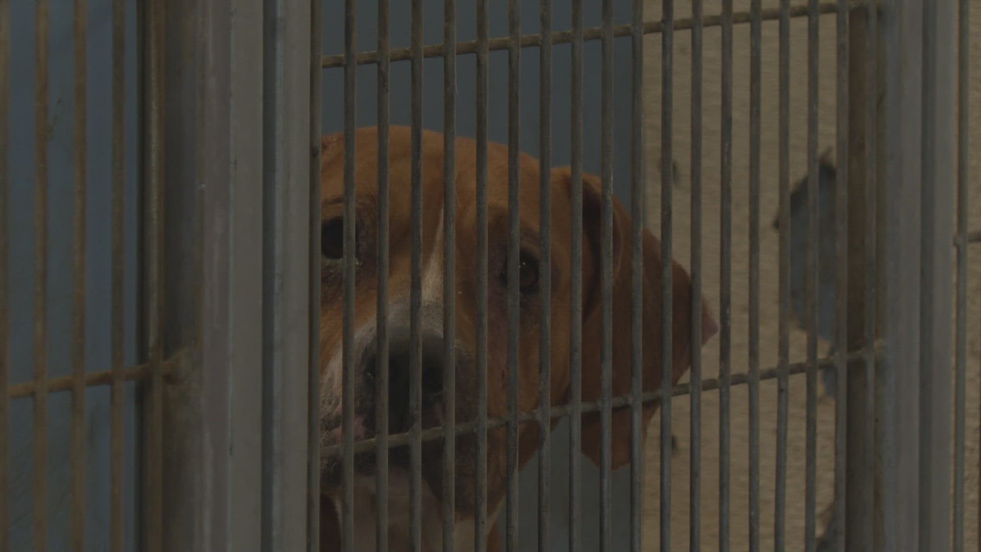 Jacksonville's Animal Care and Protective Services says there are more than 200 dogs available to adopt for free but, there may be a $20 city licensing fee.