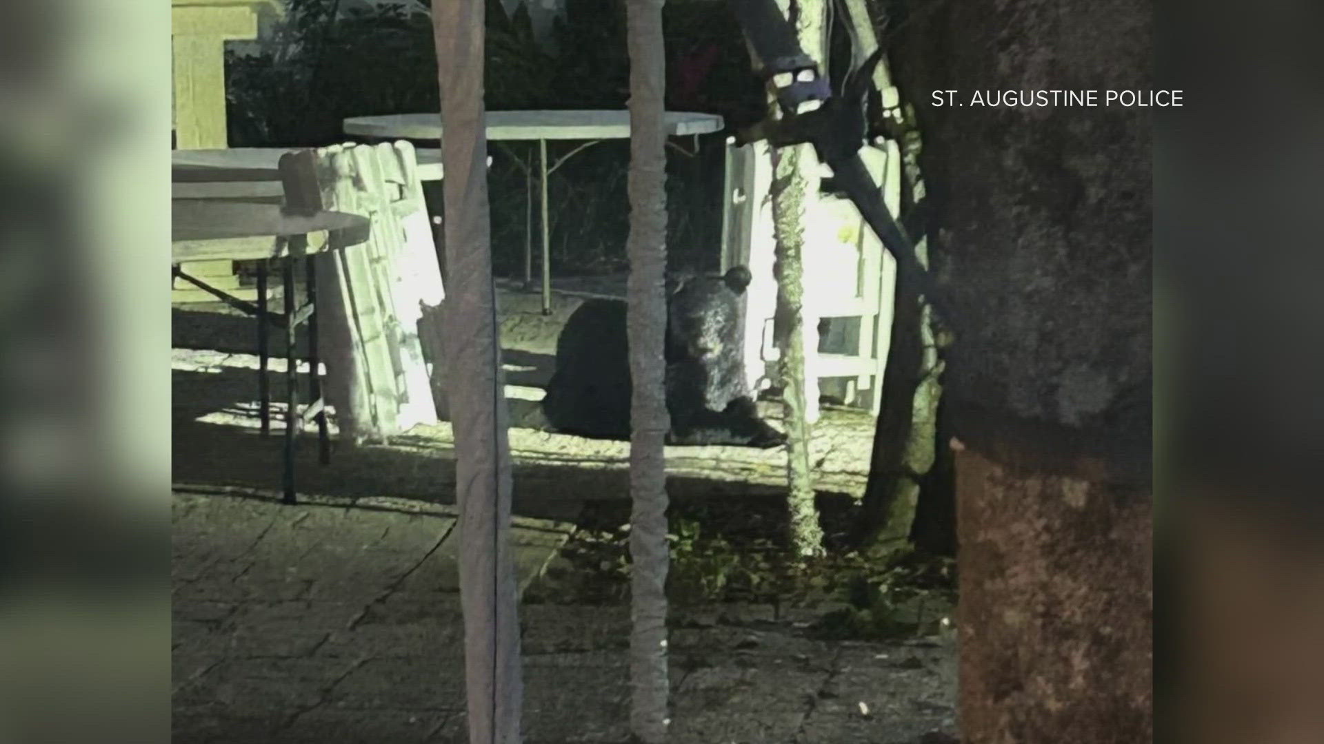 The St. Augustine Police Department said law enforcement is currently on scene with the bear in a "secluded" area in south Lincolnville away from homes.
