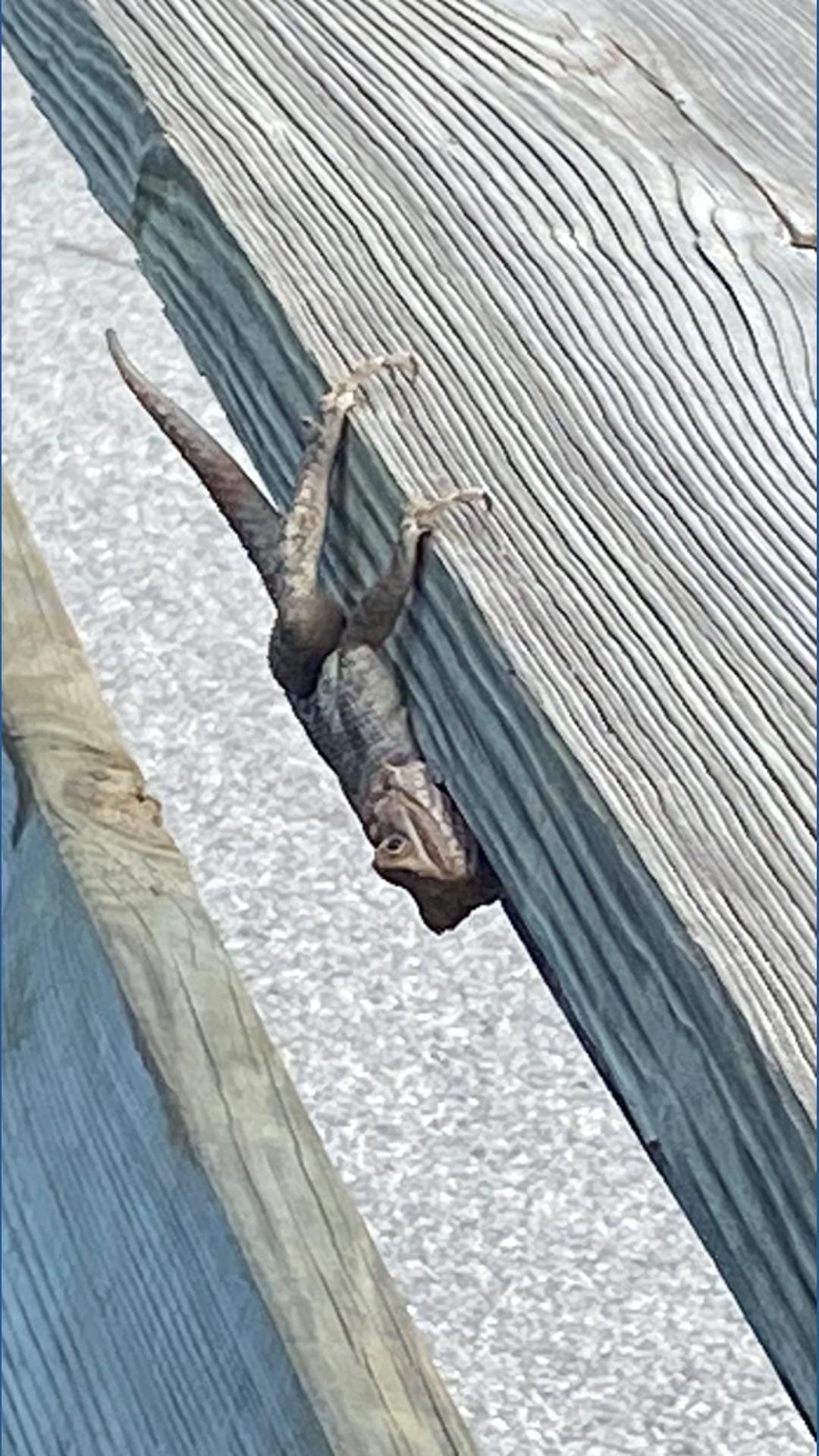 Sc Invasive Lizard Invasive Agama lizard sightings rise in Florida; scientists raise ...