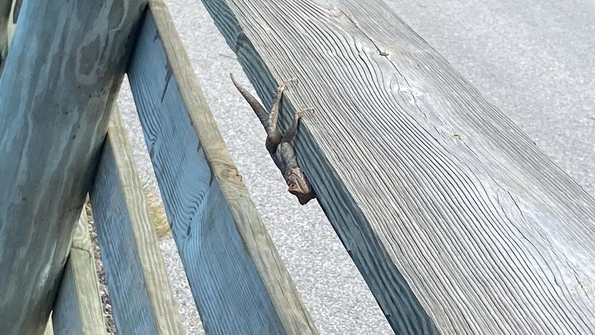 First Coast News Reporter Zach Wilcox made his own sighting of the invasive Agama lizard in Duval County. Some scientists say it could become a public health hazard.