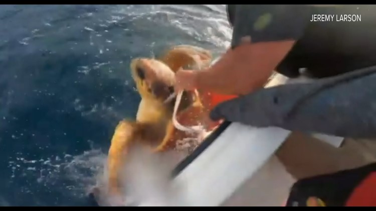 'Go, be free:' Boat captains free entangled sea turtle 30 miles off St. Augustine