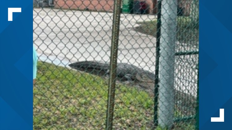 DCPS officials look for ways to protect St. Clair Evans Academy after a gator took a stroll on campus