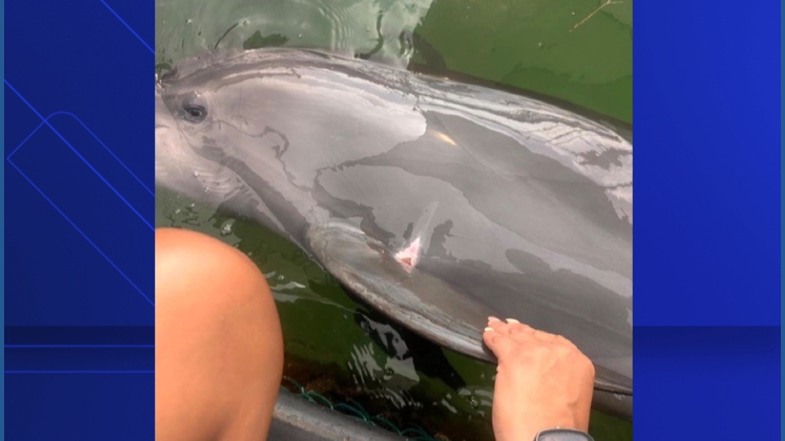 Photos reveal dolphins injured during a ride from one Florida attraction to another