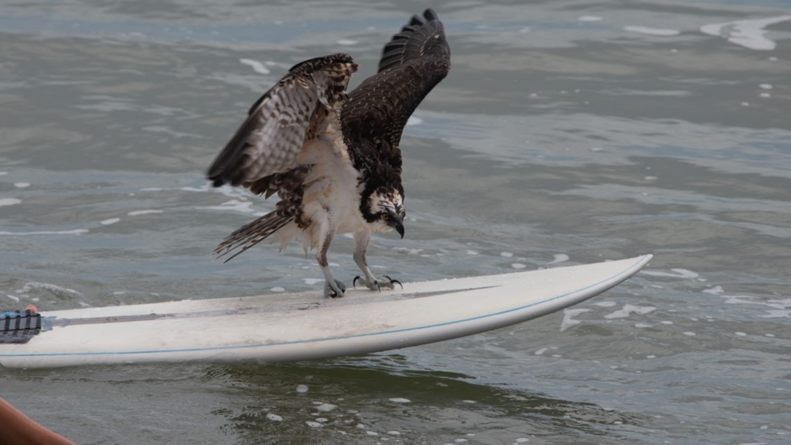 Jacksonville Beach surfers rescue injured osprey - Vimarsana News
