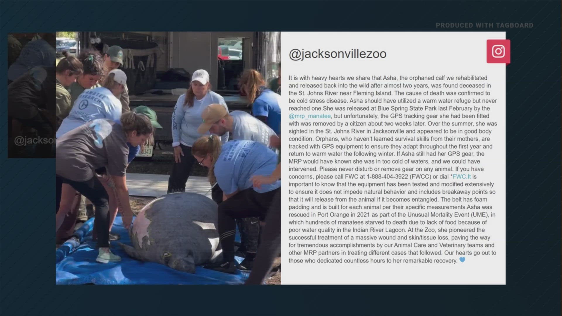 Nurtured by the Jacksonville Zoo & Gardens as an orphaned calf, Asha was found dead in the St. Johns River near Fleming Island.
