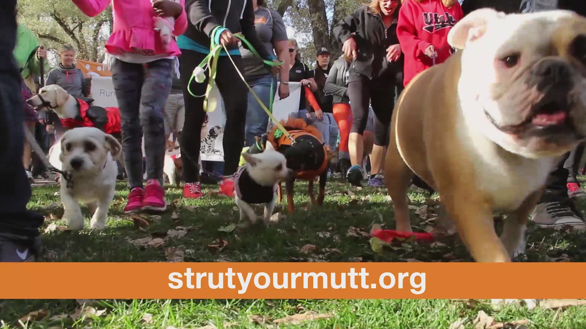 Strut Your Mutt is helping raise money for local rescues and shelters so we can be no-kill by 2025