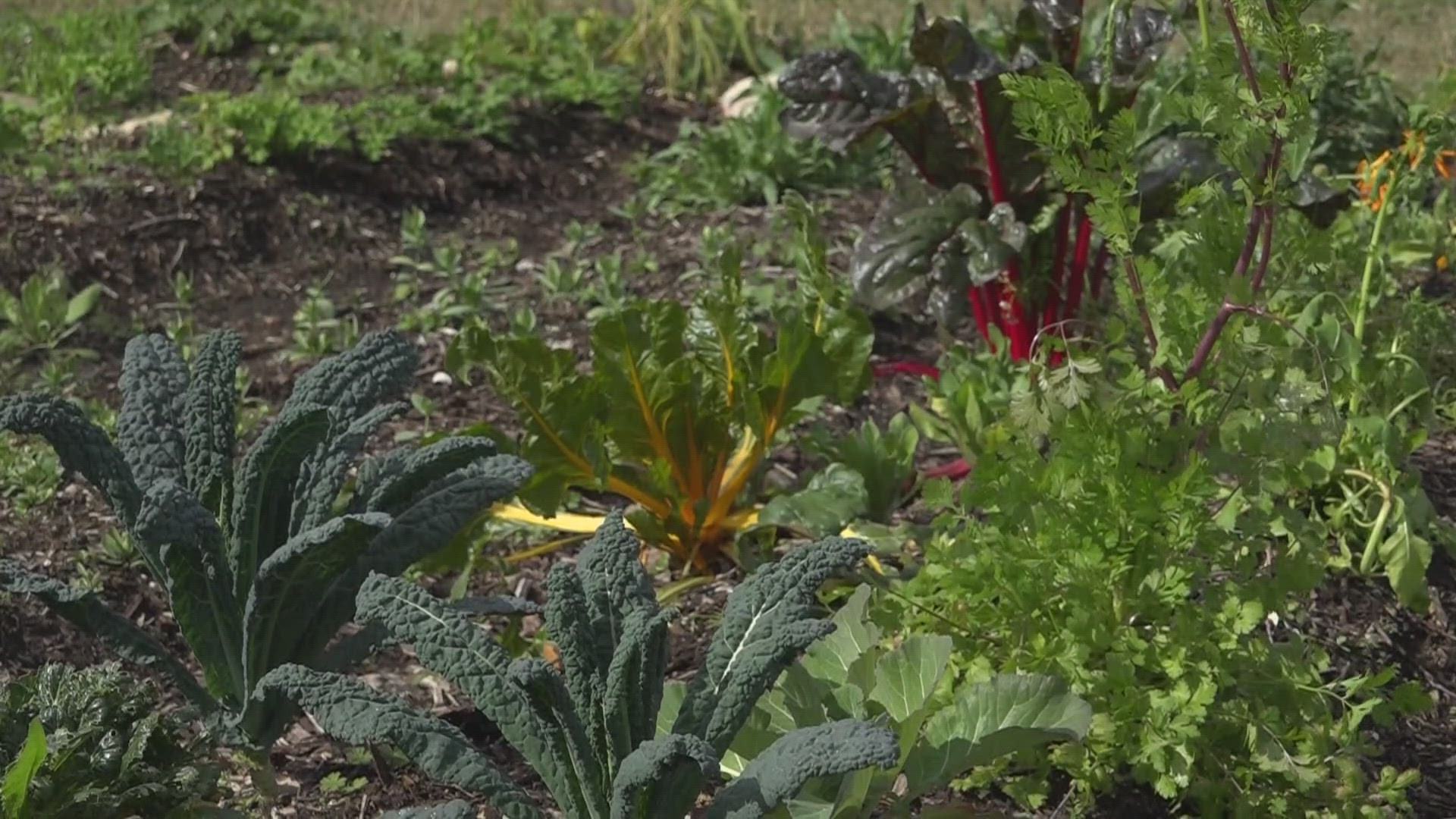 Produce at Eartha's Farm & Market is grown to tackle food insecurities on Jacksonville's Northside, but with freezing temperatures, protecting the crops are pivotal.