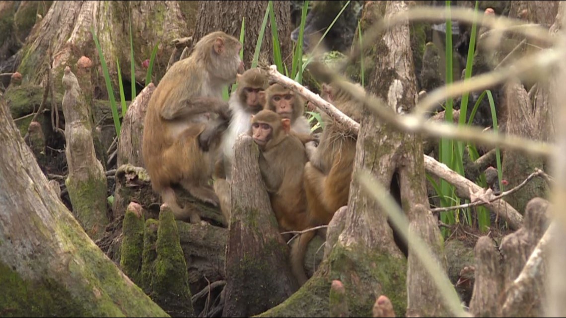 Feral monkey sighting in Florida
