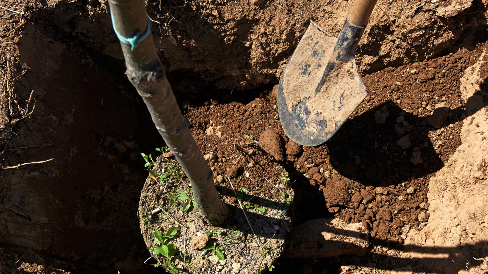 The City of St. Augustine launched the Tree Canopy Enhancement Program on Saturday, allowing homeowners to request a free tree for their properties.