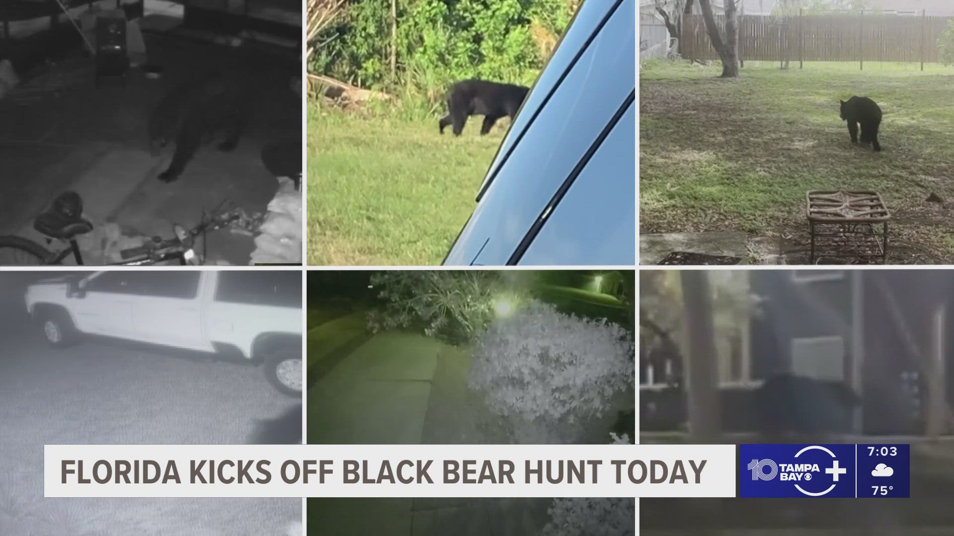 In spite of opposition from wildlife advocates, a judge allowed the hunt to move forward. 172 permits were granted to hunters in designated zones.