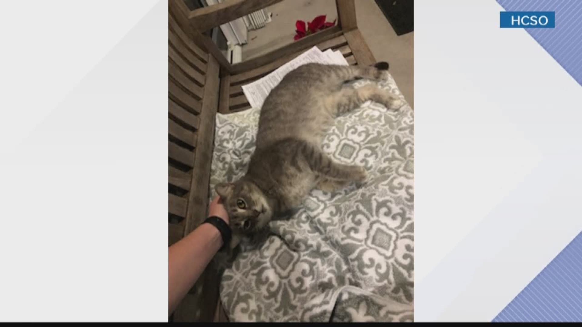 Hillsborough County Sheriff's Office rescues cat from Irma