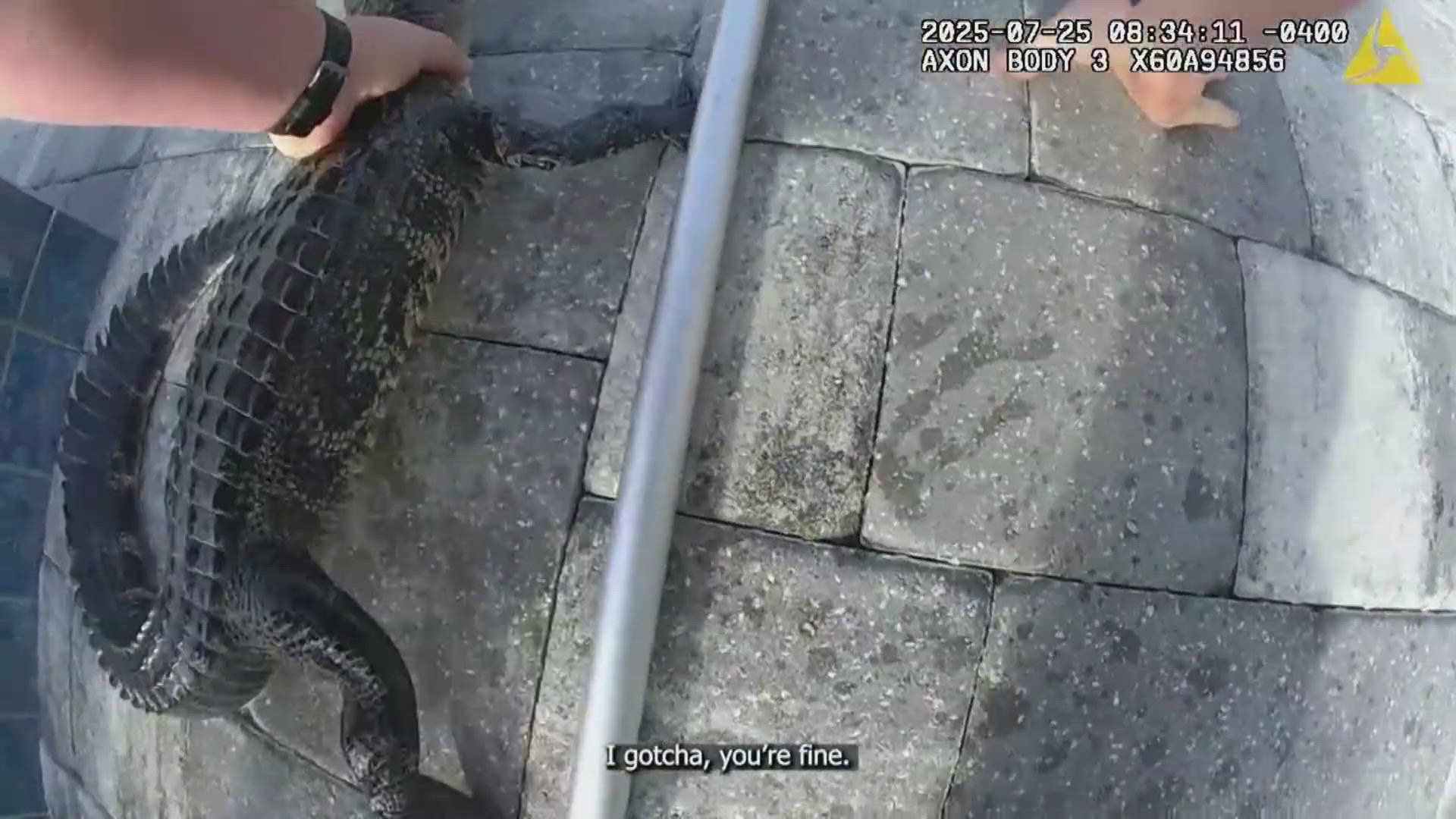 Video: Alligator rescued by Florida deputy in backyard pool ...