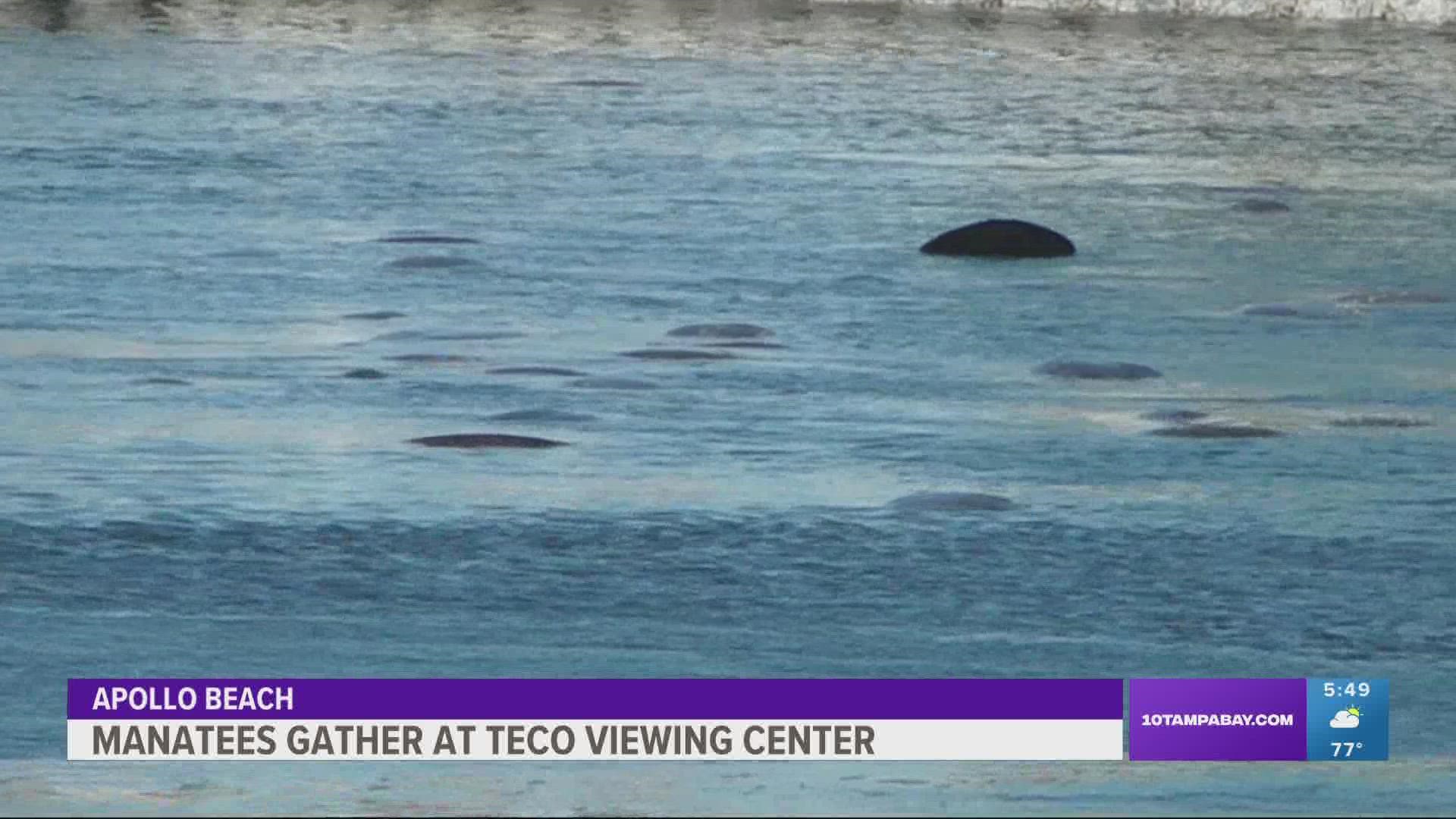 As the cold front pushed itself into the Tampa Bay area over the past couple of days, the manatees are trying to keep warm.