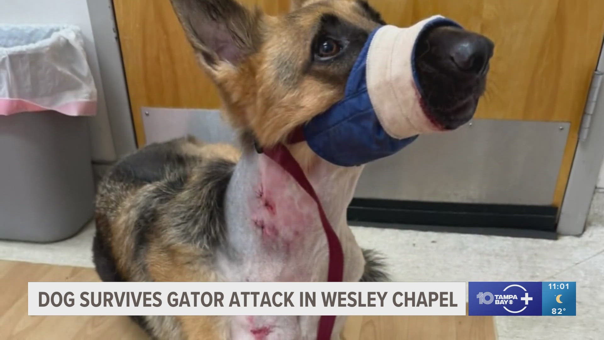 The family says they saw the alligator rip through their fence and drag their German shepherd headfirst into the water.