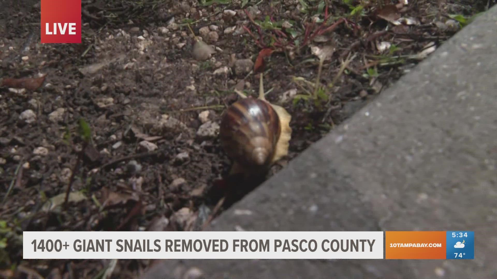 FDACS 1,400 giant African land snails collected in Pasco County