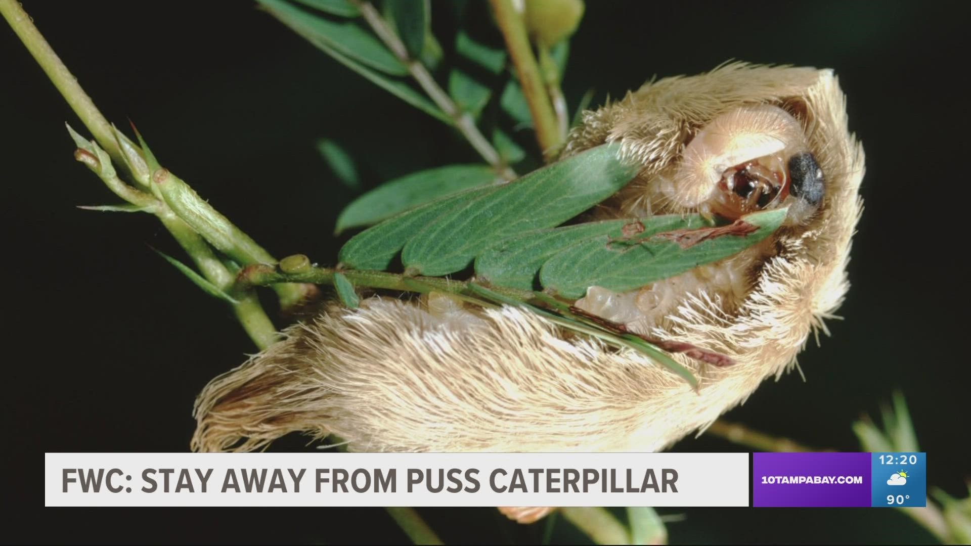 The caterpillars are covered in hair-like bristles and have an orange streak running down their back, according to the Fish and Wildlife Foundation of Florida.