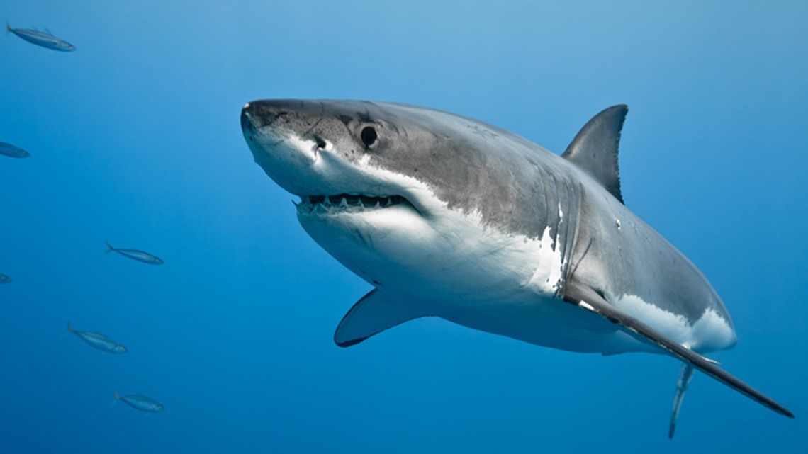 Great White Shark spotted off of the Florida coast