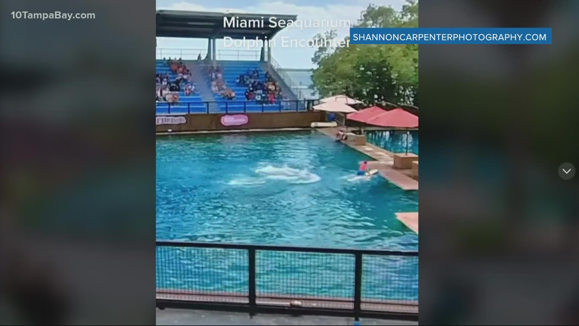 The trainer was able to swim to safety. The dolphin was not hurt.
