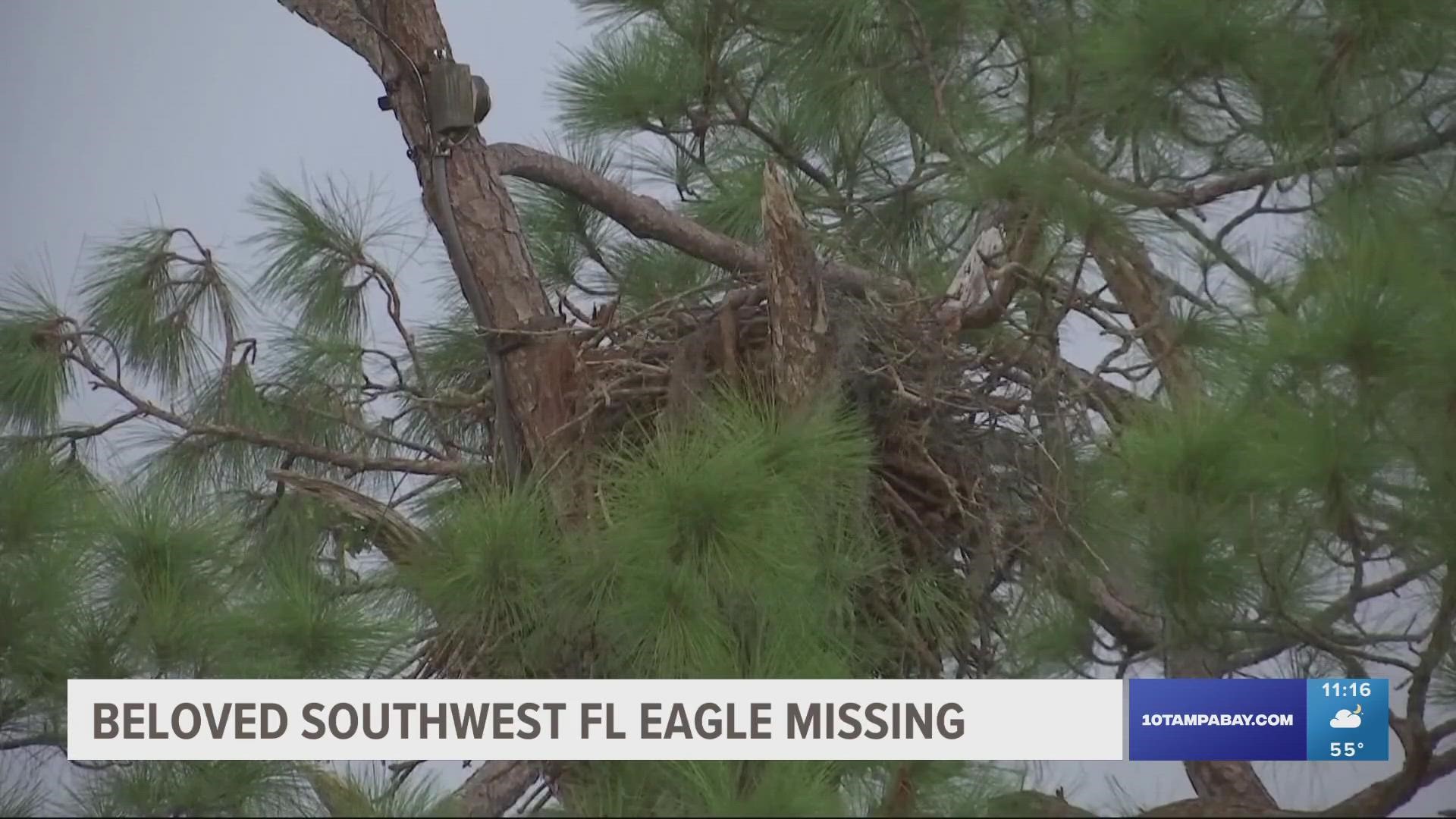 While the mother of the two eaglets – E21 and E22 – remains missing, M-15 is defending and protecting the nest solo.