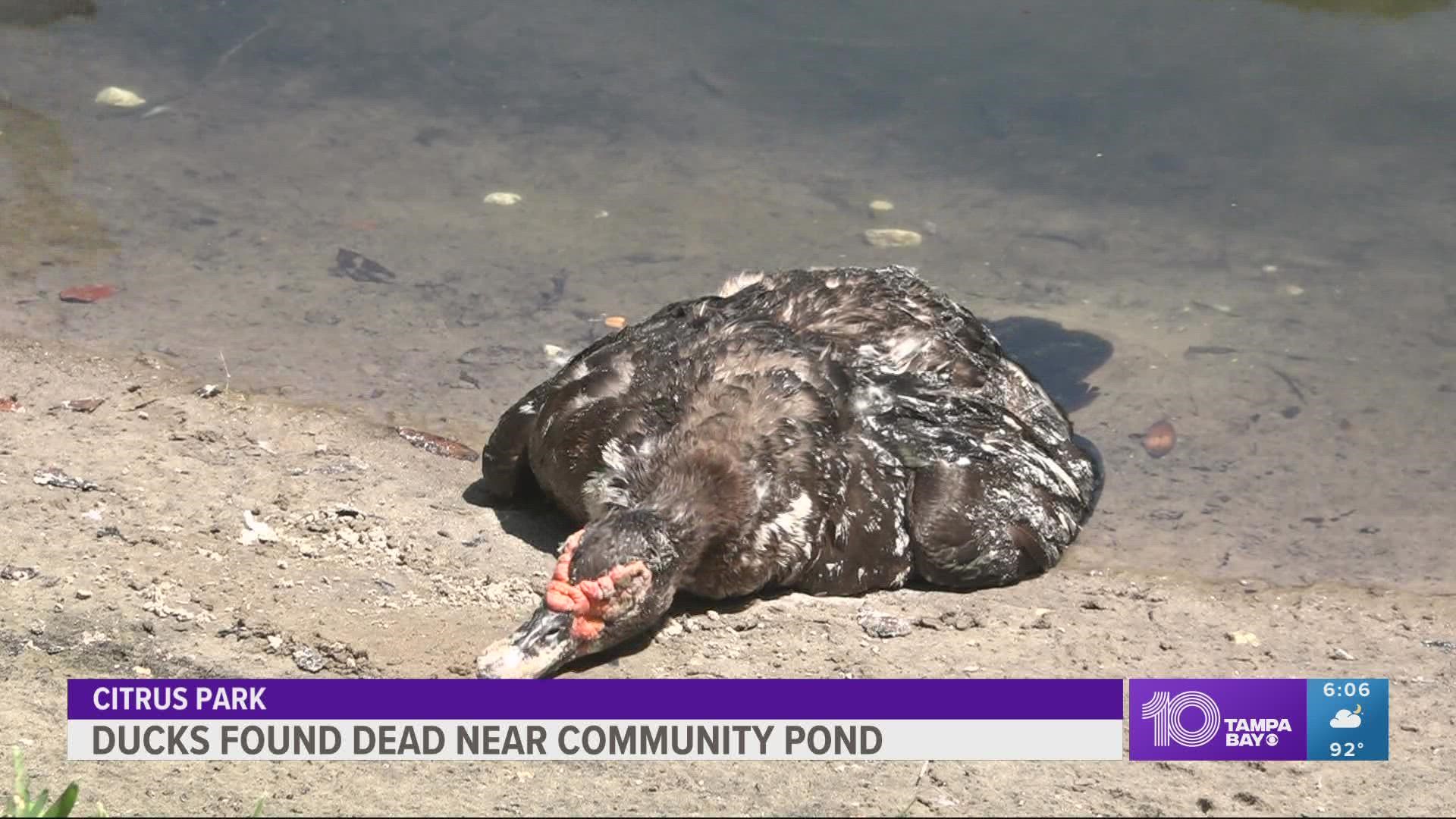 Neighbors say the ducks that are still alive look sick and as if they are suffering.