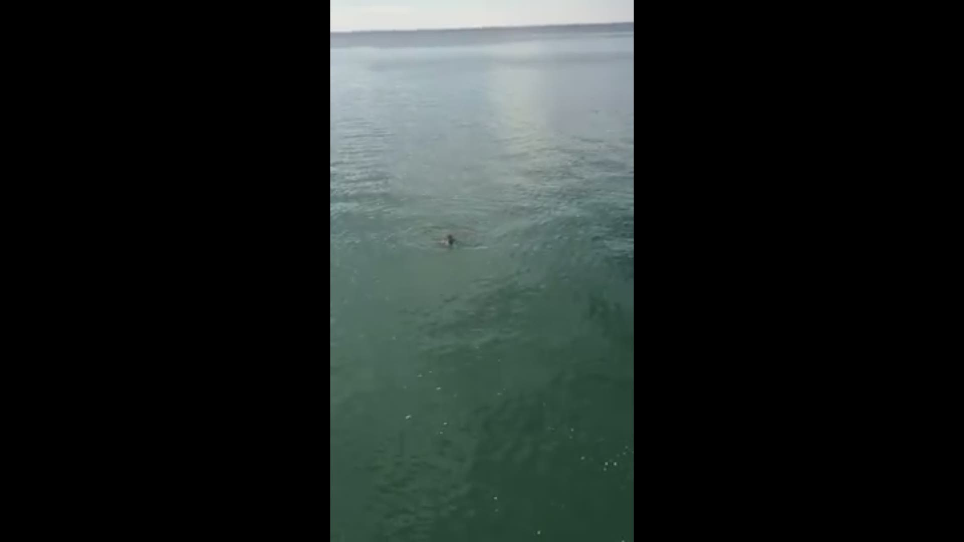 Austin Selby was on a Venice pier when he saw the turtle in trouble