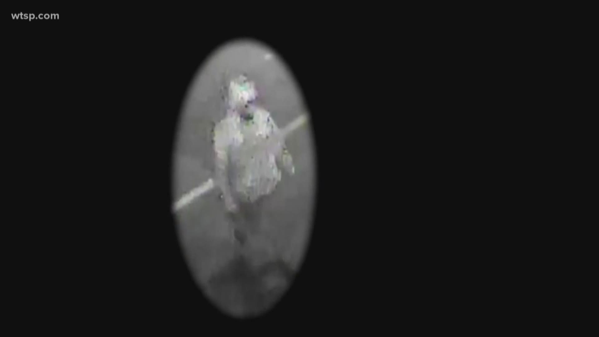 New surveillance video shows suspect in Seminole Heights murders