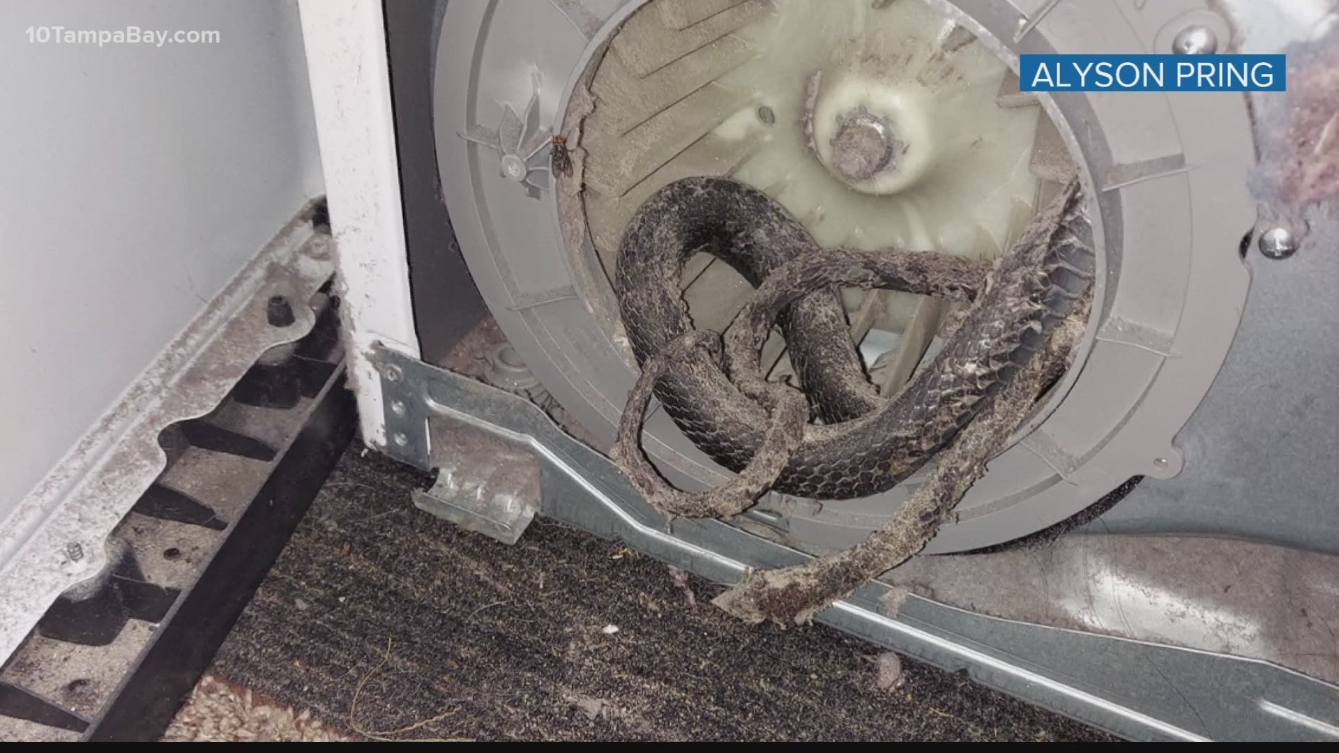 A repairman said there might be something wrapped around the machine's motor, but he wasn't expecting to find a snake.