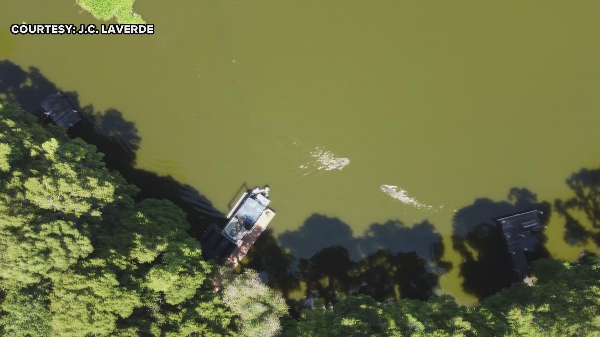 As LaVerde swam alone near the shoreline, drone video shows a massive alligator swimming toward him.