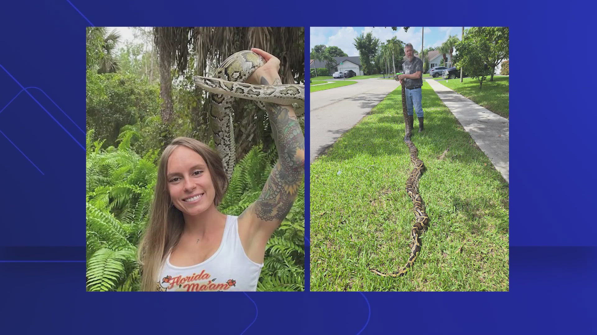 The Florida Python Challenge took place over nine days in July with the goal of removing invasive Burmese pythons from the Everglades. 