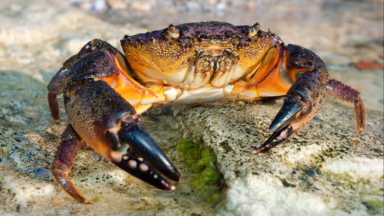4 arrested for stone crab fishing violations