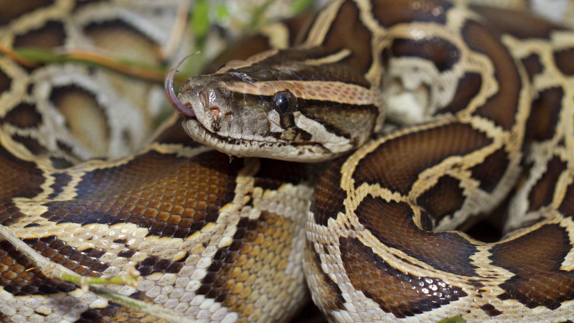 According to USGS officials, many of these species likely have spread through floodwaters from the recent storms.