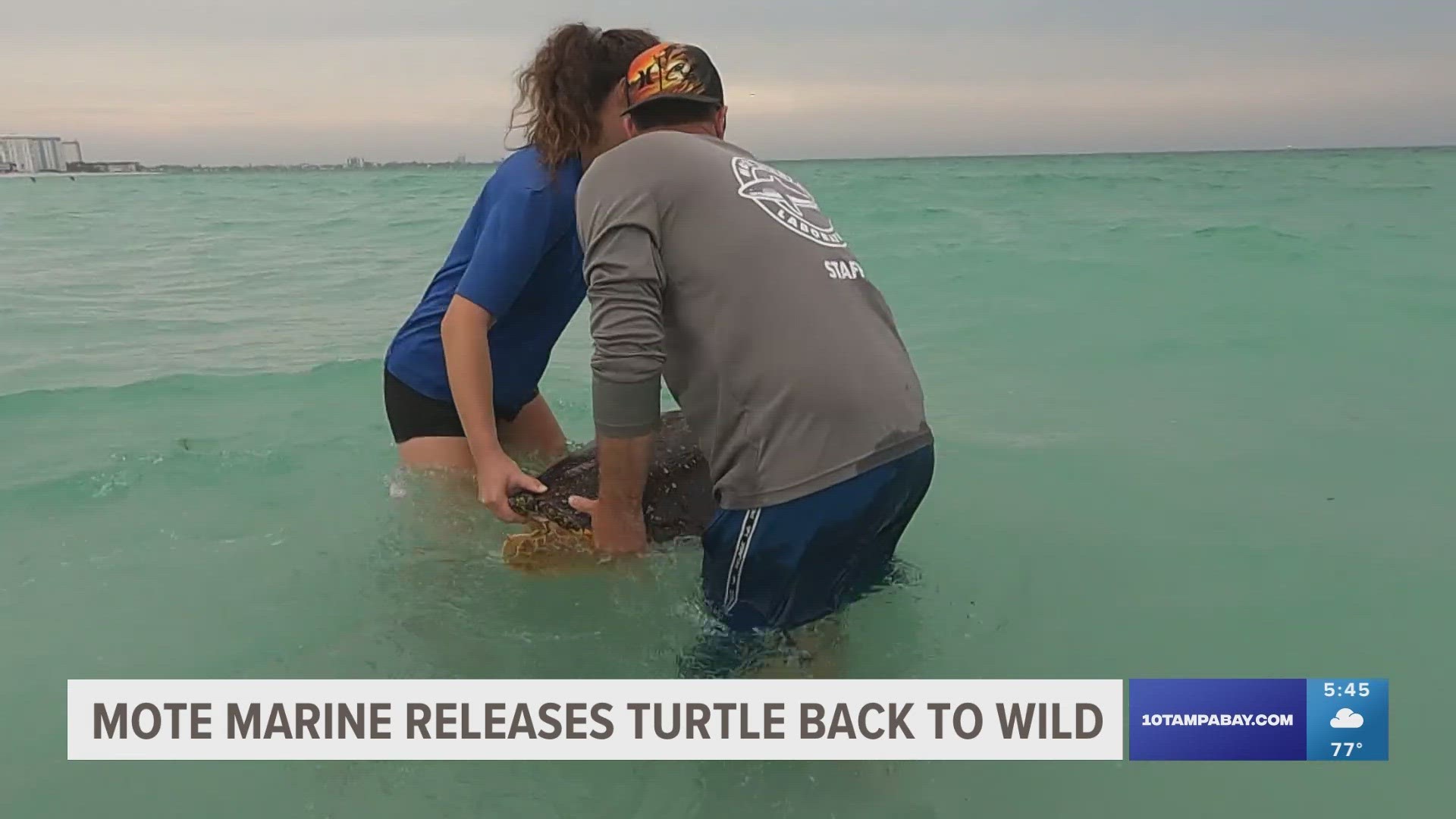 Mote Marine Laboratory releases sea turtle to Gulf of Mexico ...