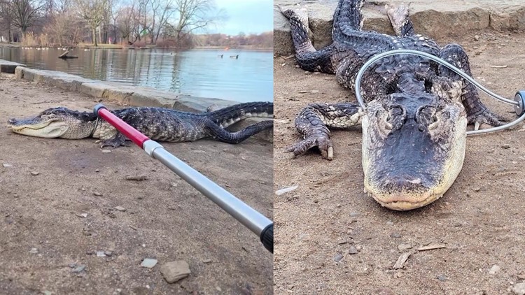 Alligator found in New York lake