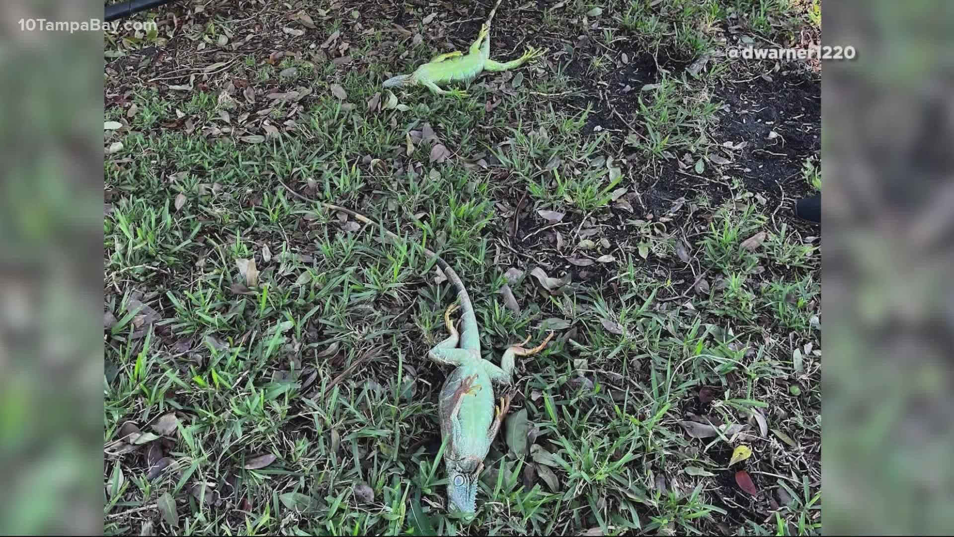 When it gets cold, iguanas go into a sort of suspended animation mode and fall out of trees.