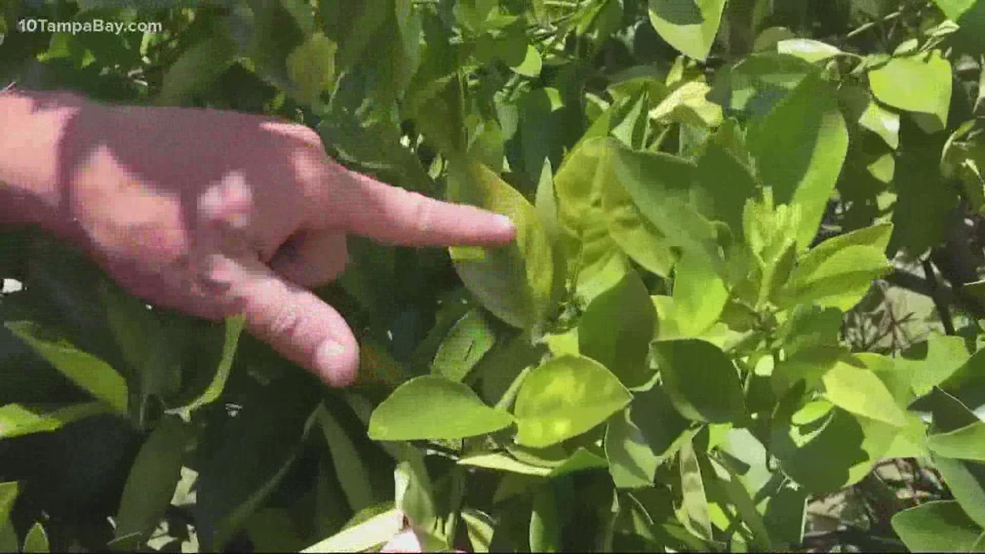 Orange growers were already facing challenges caused by citrus greening.