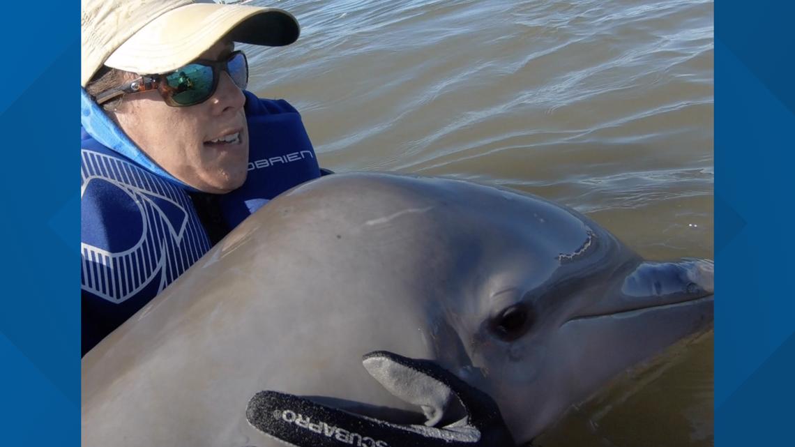 Dolphin Calf Rescued By Researchers In Clearwater Sarasota