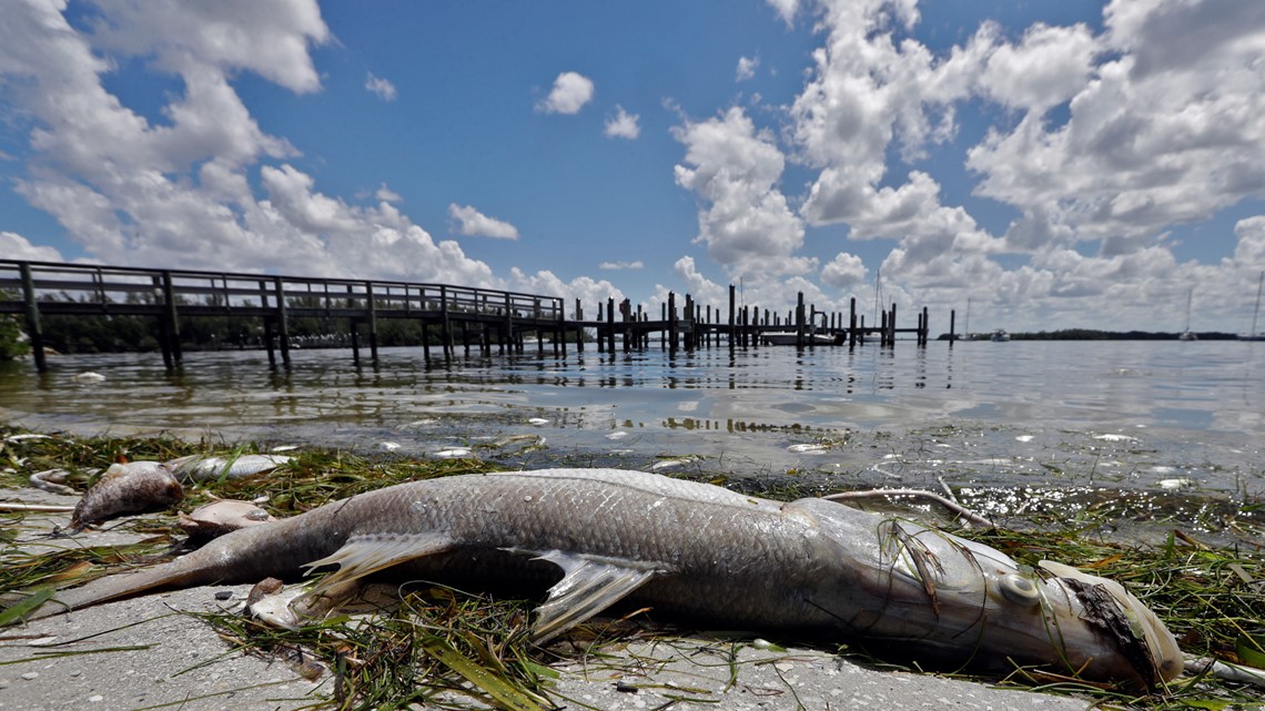 Researchers studying how red tide impacts Florida's economy