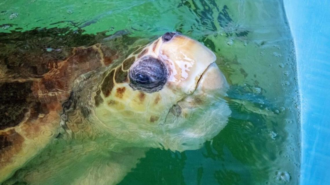 Sea turtle released after rehabilitating at Florida zoo ...
