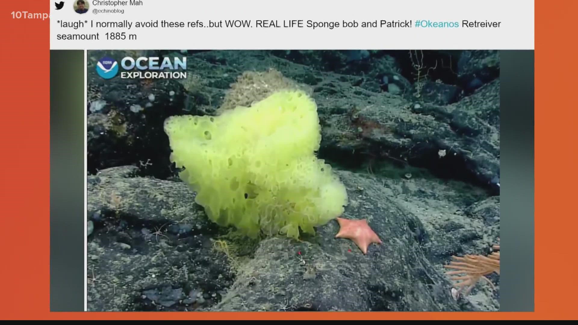 A yellow sponge and pink star were seen more than a mile under the surface of the Atlantic.