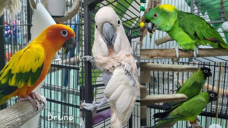 28 birds stolen from Florida parrot rescue