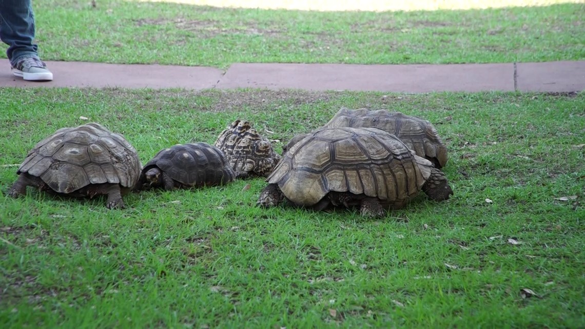 Florida man accused of stealing expensive tortoises - Vimarsana News