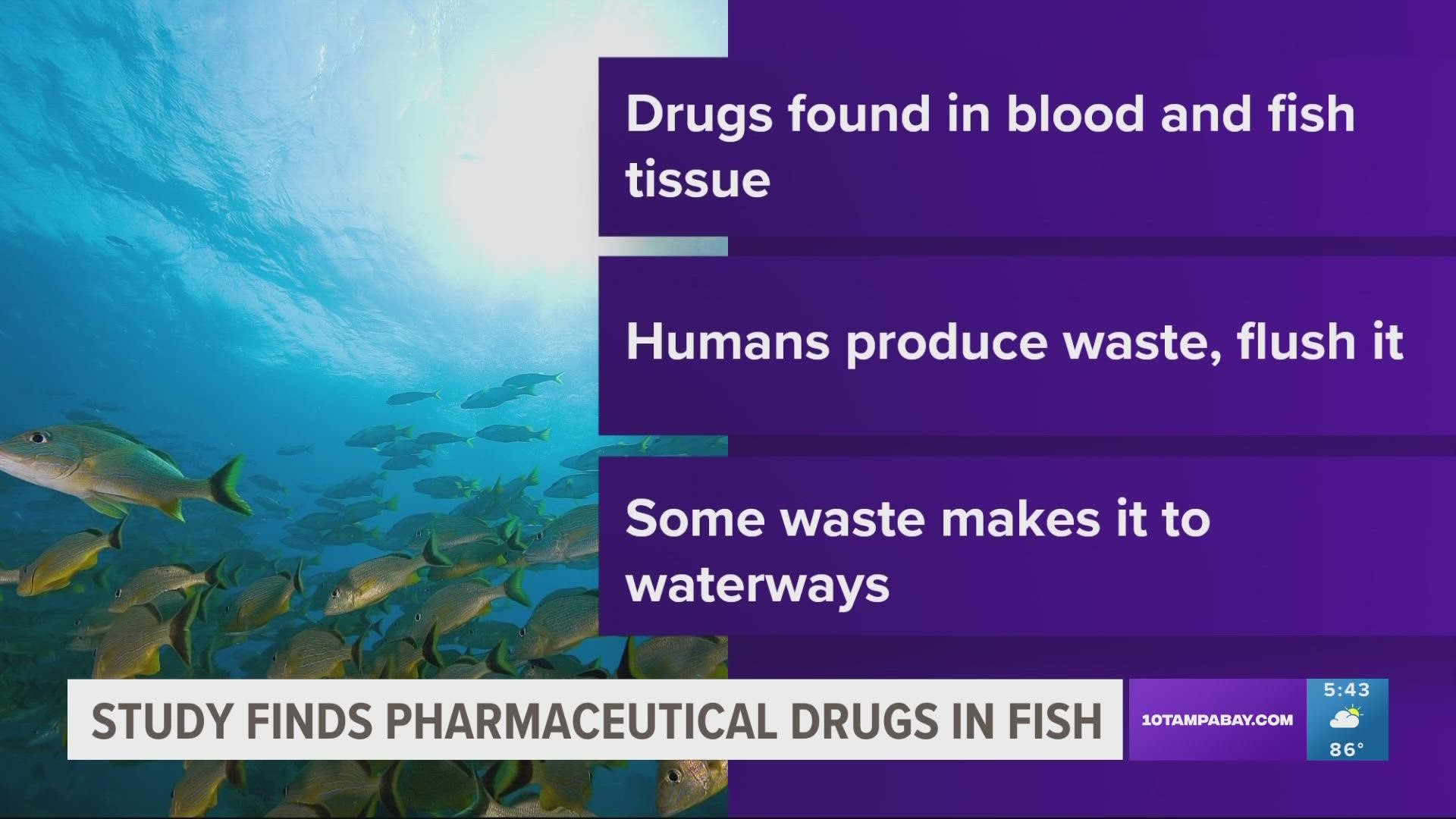 One fish was found to have 17 different kinds of drugs in its system.
