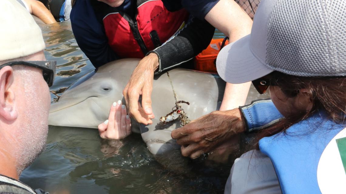 Baby dolphin rescued from fishing line in Florida lagoon ...