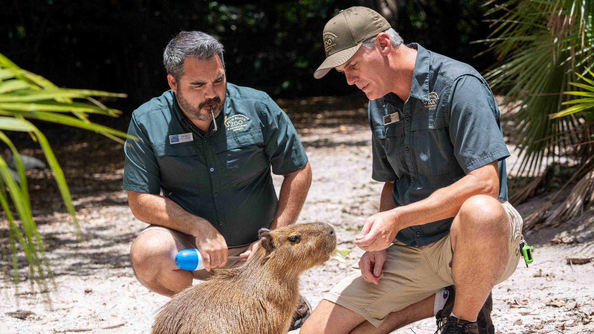 A female capybara has arrived at a Florida zoo as part of a breeding program to bolster the population of the large South American rodents. (AP Video: Cody Jackson)