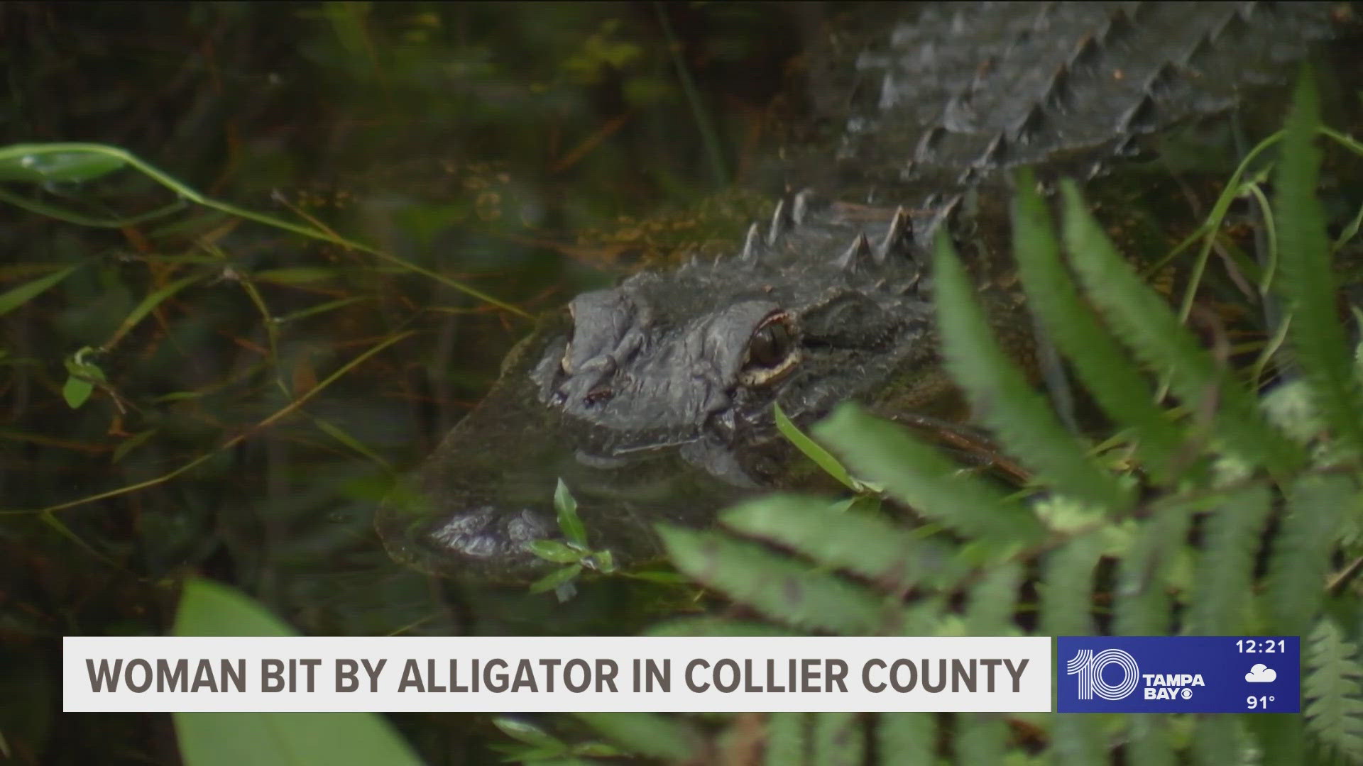 A woman is recovering from injuries to one of her arms and legs after an alligator attacked her.