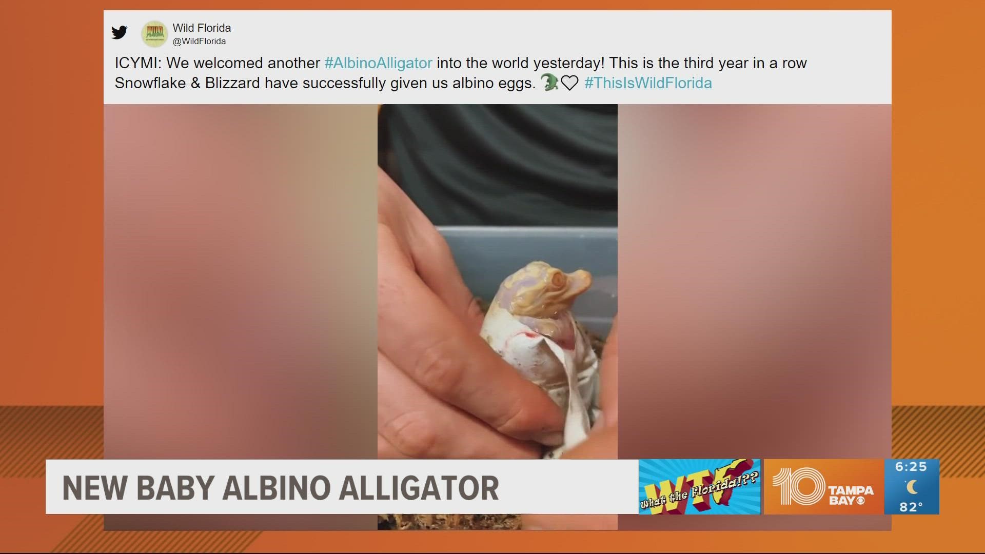 This is the third year in a row that albino baby gators have been born at Wild Florida.