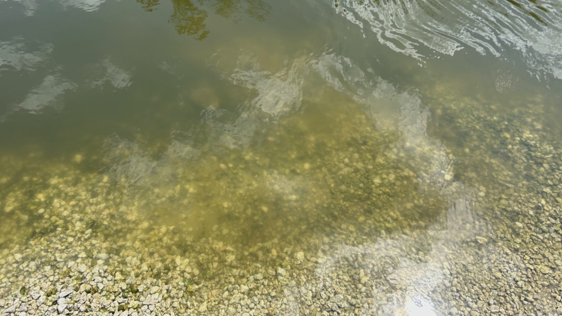 Blue-green Algae Bloom In St. Johns River 