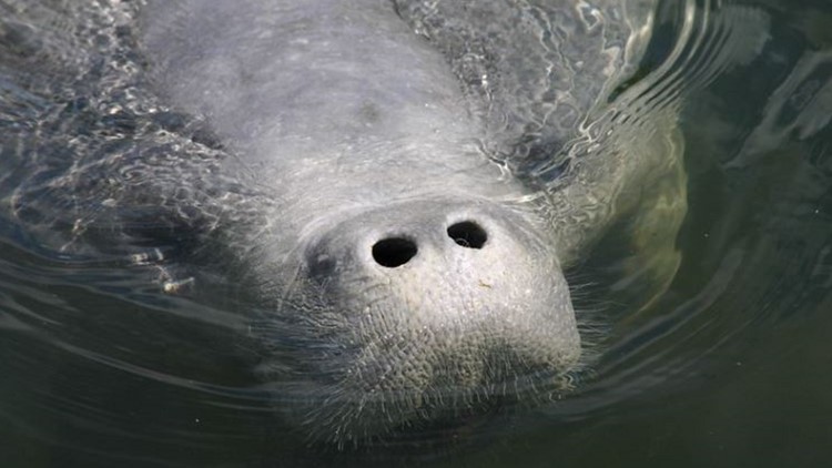1,101 deaths in 2021: Manatee mortality in Florida ends on a morbid note